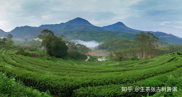 综合概述西双版纳茶区普洱茶的特点以及口感怎么样