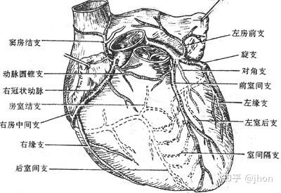 心血管——冠状动脉比较解剖