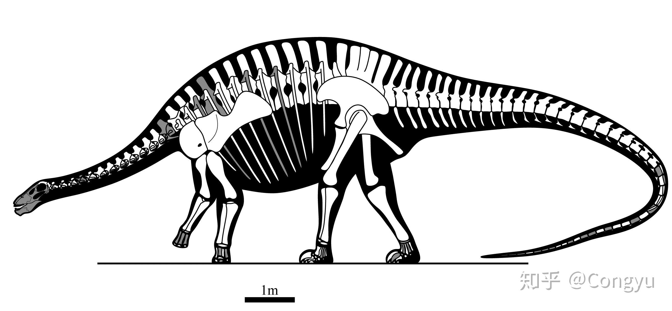 恐龙中所有的大类群都在中国有化石发现,蜥脚类恐龙也不例外.