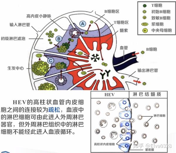 淋巴结的主要组织结构特征(如下图所示): 淋巴滤泡,是b细胞定居之处