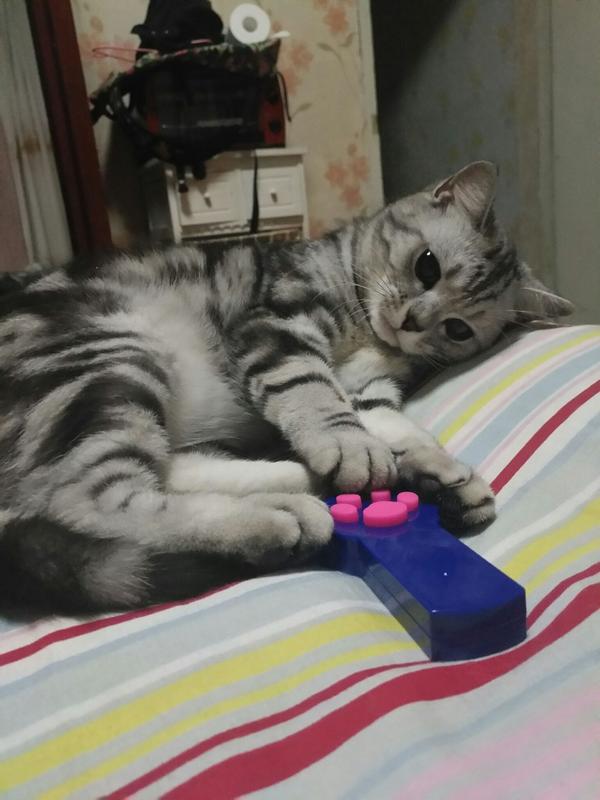 猫咪长大后,感觉它越来越独立,以为它不爱我了,但是昨天突然发现