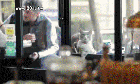 伊斯坦布尔去不得一个被喵星人占领的地方