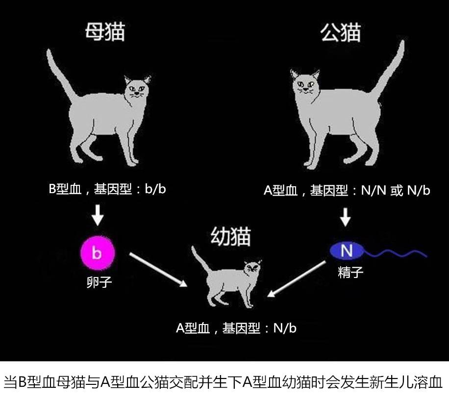 布偶猫的遗传学知识(一)———nonoprincess布偶猫舍(资料转载自他人