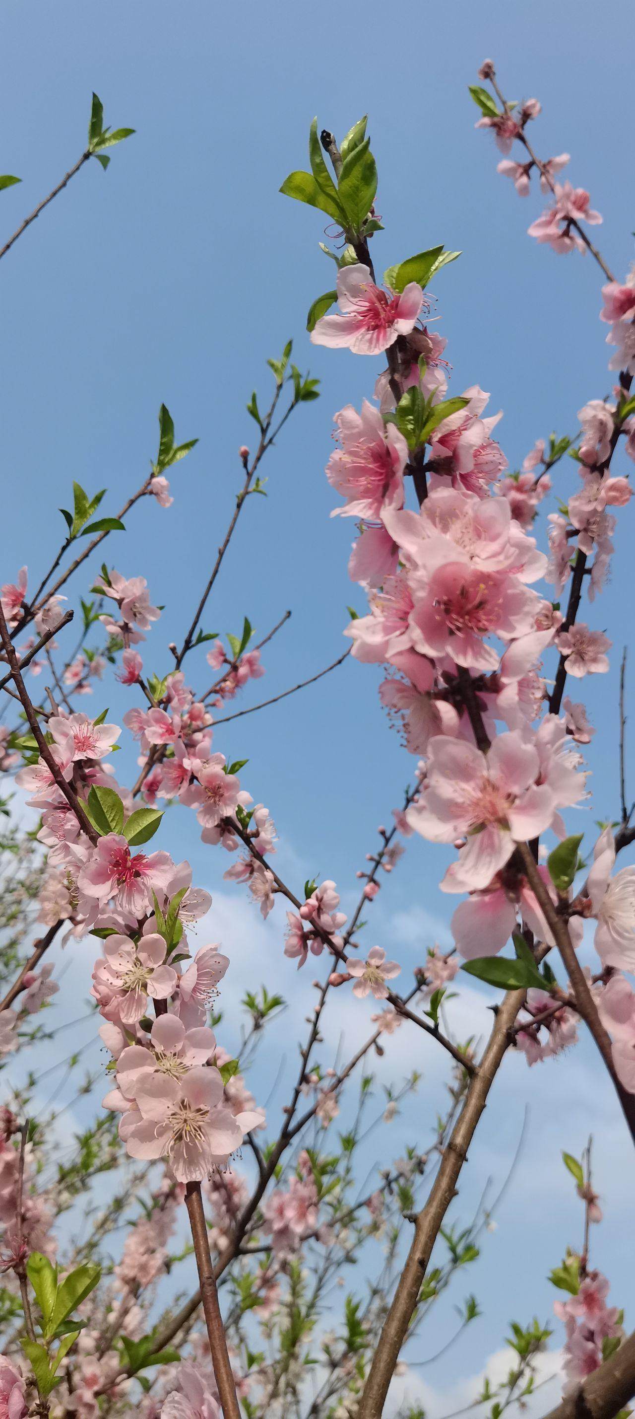 桃花图片