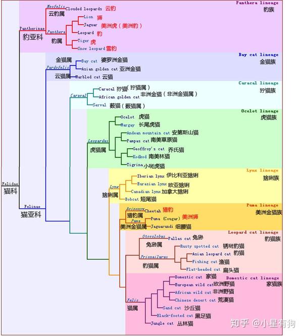 则在传统分类学之外,向我们进一步揭示了猫科动物的系统发育,现生的