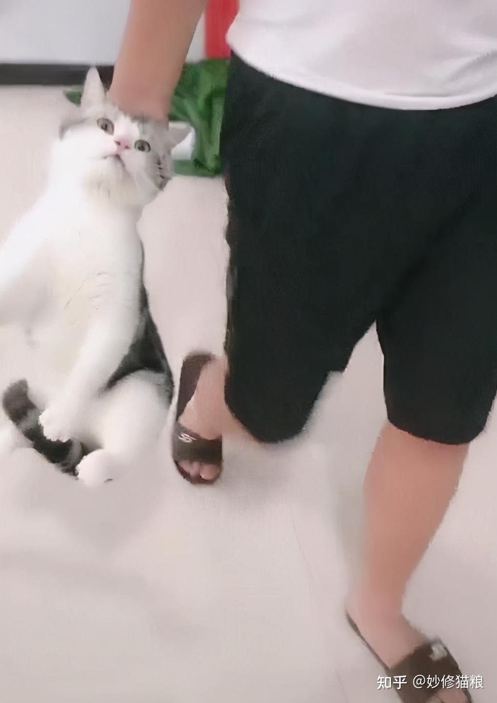 为什么拎起猫咪的后颈脖它就不敢动了