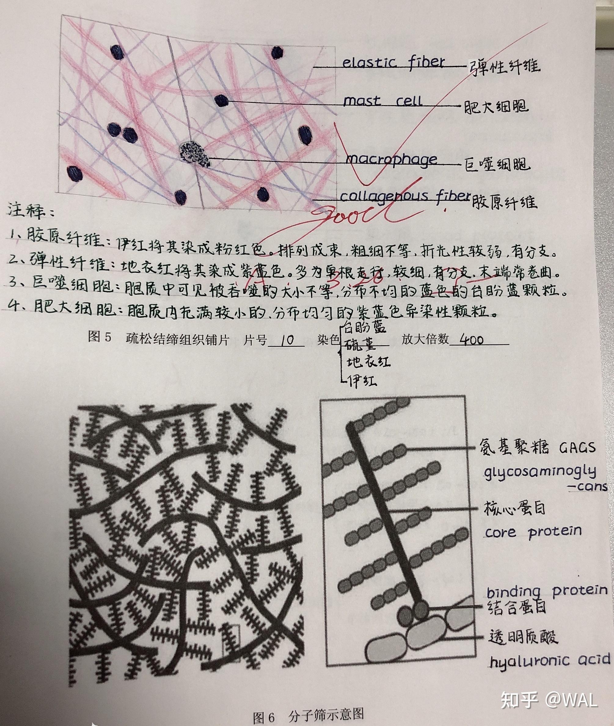 组胚红蓝铅笔手绘图