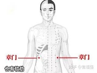 期门穴属足厥阴肝经.呵护肝脏,避免肝血虚.