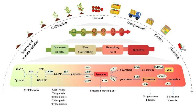 图1 贯穿全产业链的番茄类胡萝卜素代谢途径本文在团队前期番茄类胡