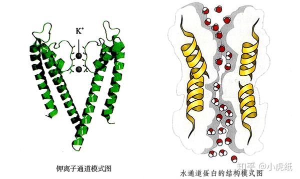 高中生物中的转运蛋白,载体蛋白,通道蛋白怎么区分?