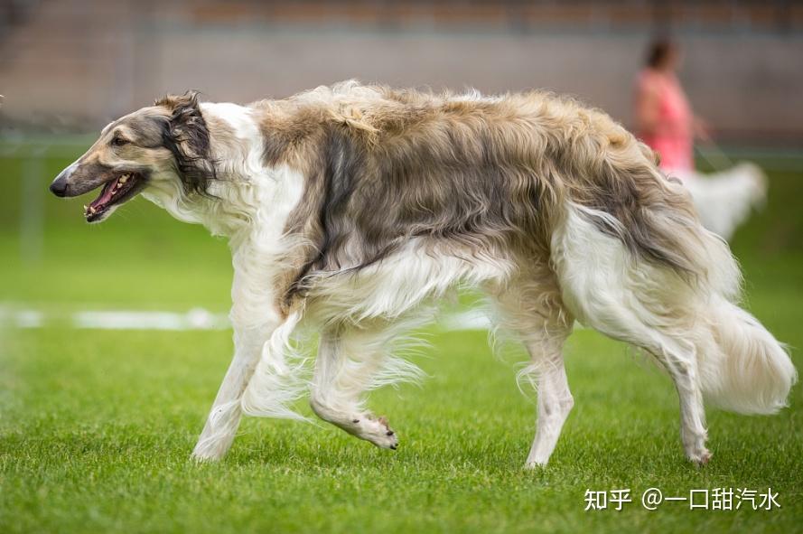 你知道苏俄猎狼犬吗一般人可养不起