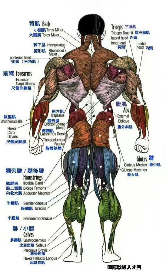 人体面积最大的肌肉是什么