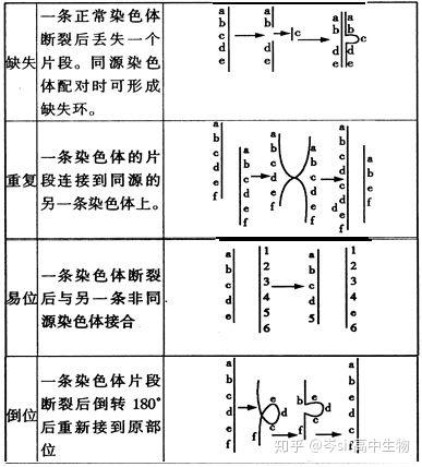 高中生物 系统梳理 染色体变异