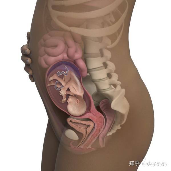 孕23周:宝宝和孕妈妈的新变化,又有小惊喜!