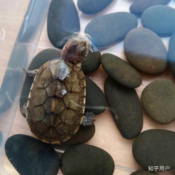 斑纹泥龟苗
