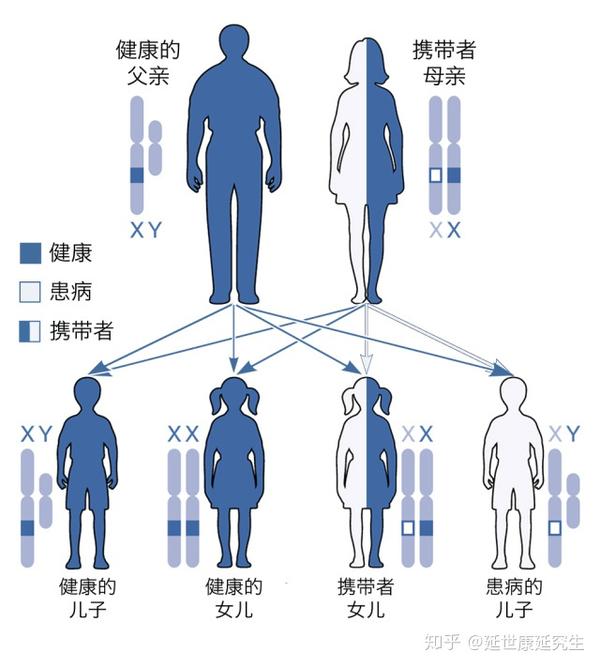 传男不传女的皇室诅咒血友病知多少