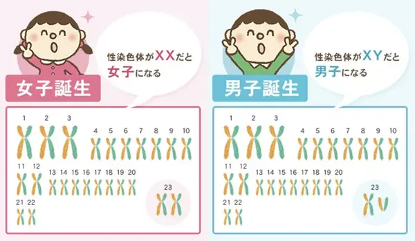 女性有两条x染色体,而男性x,y染色体各有一条.22对常染色男女都有.