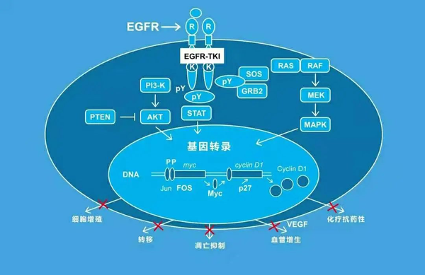 首个用于egfr突变术后辅助治疗唯一免费靶向药埃克替尼正式进入优先审