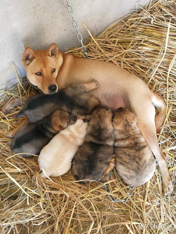 中华田园犬的颜值可以多高?