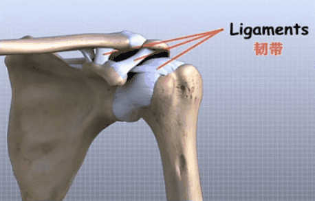 (图c) ④喙锁韧带:联系锁骨与肩胛骨喙突的韧带,起于喙突,向后上部