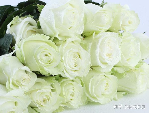 认识花材常见的白玫瑰品种