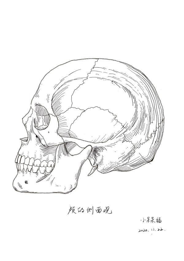 解剖绘画一颅骨