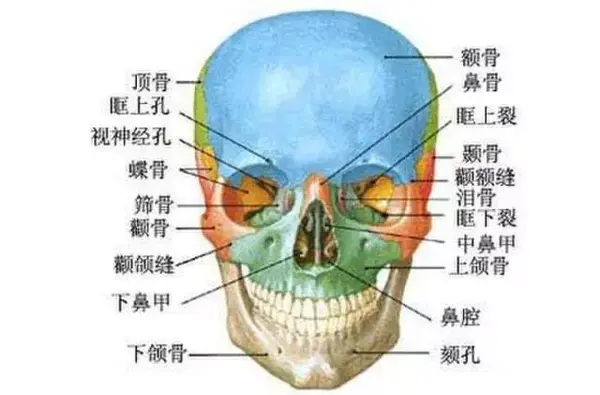 图 / 面部解剖 (二)颧骨的结构特点 颧骨与上颌骨的连接处最宽,强度