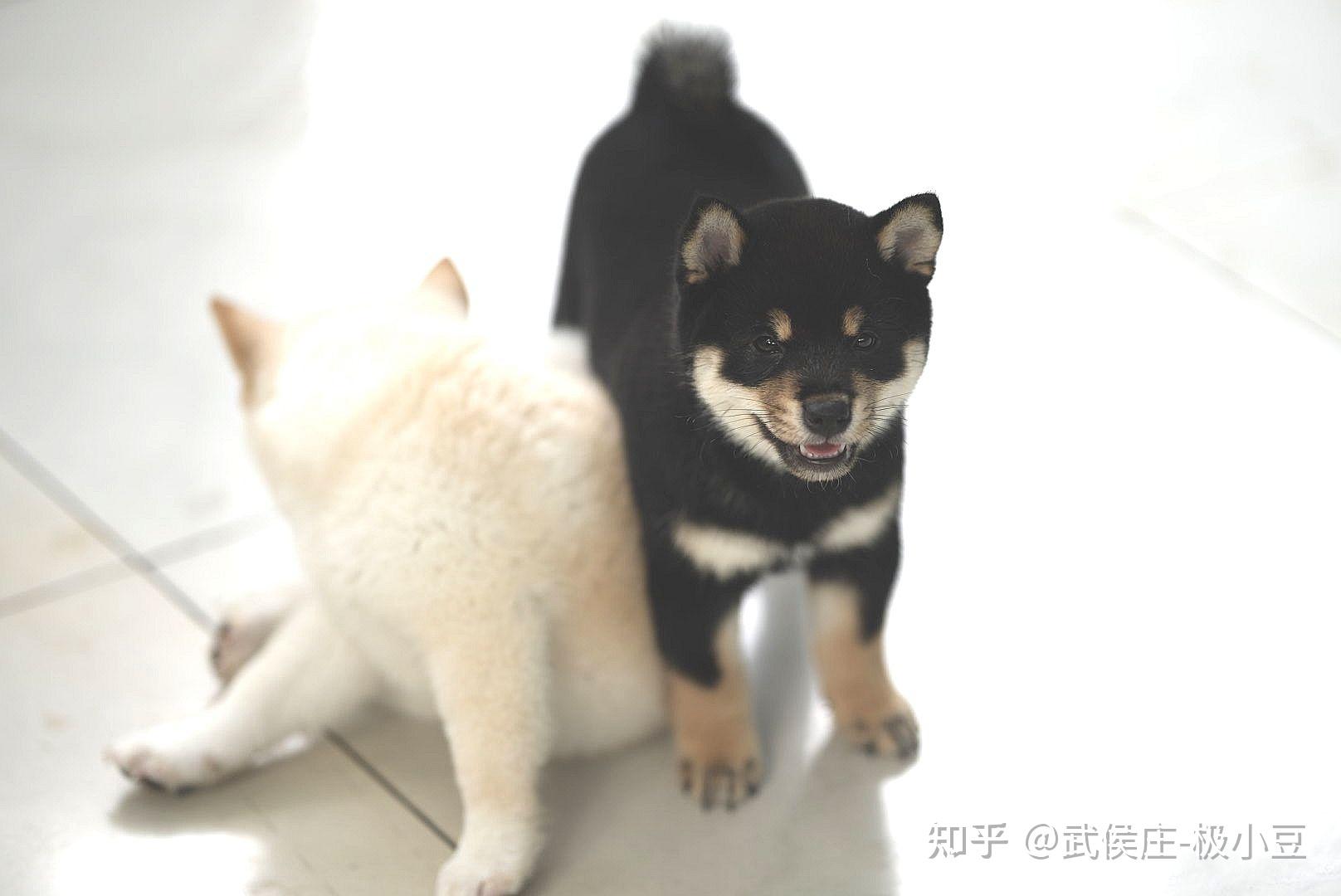 能帮我看下是豆柴吗?