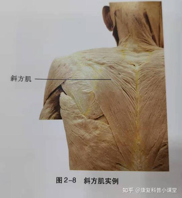 功能解剖学颈肩部肌肉