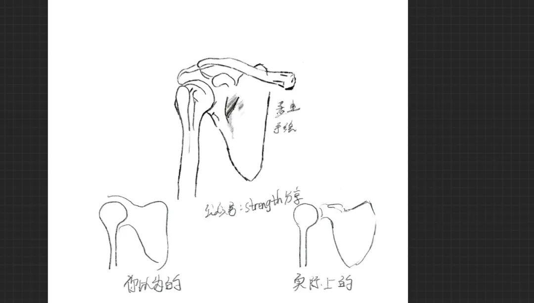 肩关节肌骨解剖学——盂肱关节静态稳定:韧带