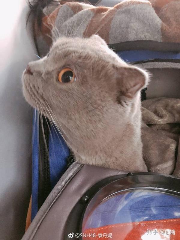 snh48本部里有哪些宠物?