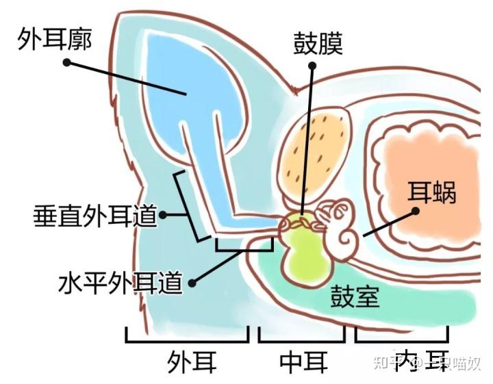 放开那只猫咪不要再用棉签掏耳朵啦