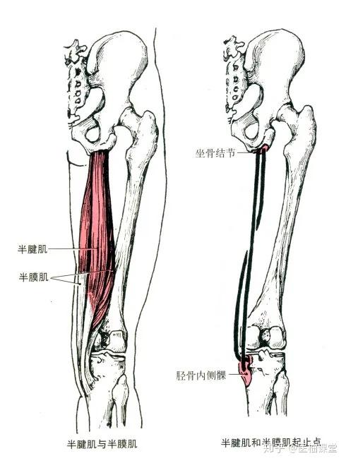胫骨前肌,小腿三头肌的解剖