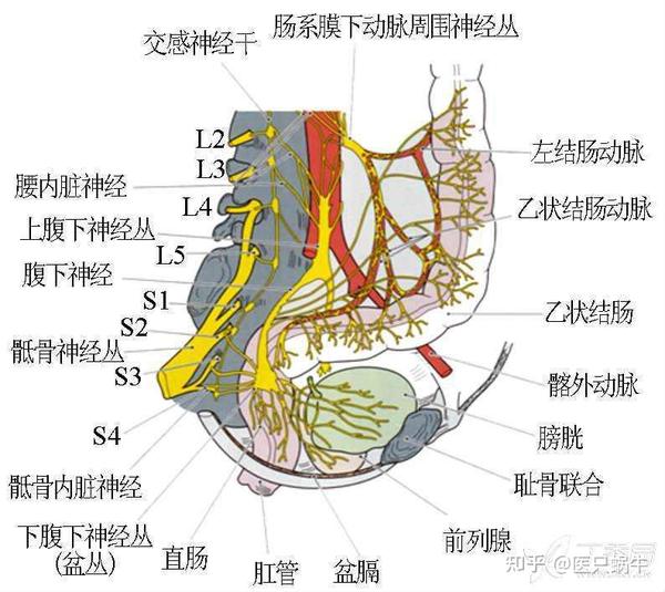 直肠癌全直肠系膜切除术中盆腔植物神经的易损区域及保护结直肠解剖