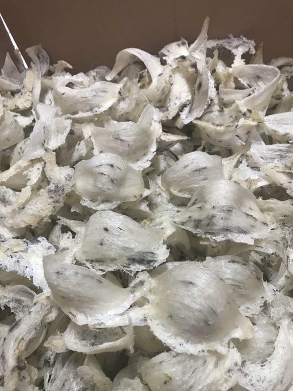 白燕和毛燕的营养价值是一样的吗?
