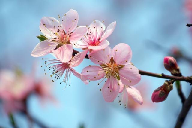 元龟商城与你分享:风从远方来,赴那桃花约!