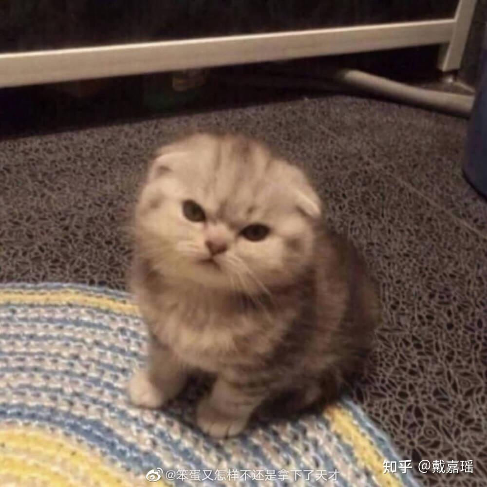奶萌到爆的小猫咪文案