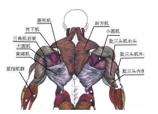 从腋窝连线到腰部之间的这一段,指的主要是 大圆肌和背阔肌