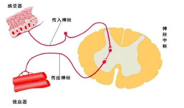 人体控制机体的通路如下图所示,感受器获得刺激,将信息通过传入神经