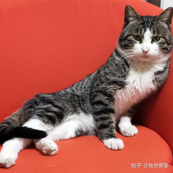 世界名猫那么多,为什么你选择了狸花猫?