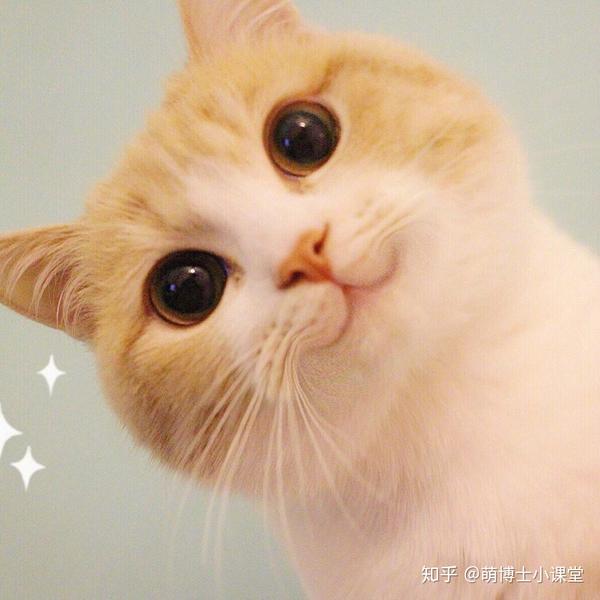 猫咪的眼睛为什么有不同的颜色?