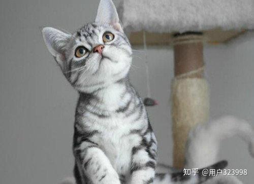 美国短毛猫多少钱一只怎样挑选一只纯种的美短呢