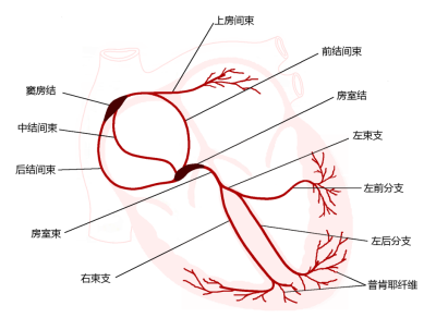 【窦房结】         窦房结位于上腔静脉与右心房连接处的心外膜下