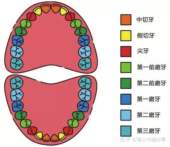 恒牙28-32颗