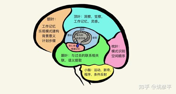大脑信息功能分布图
