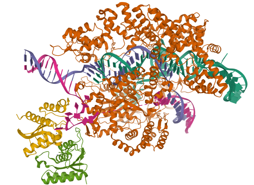 casproteincas9蛋白作用机制详解