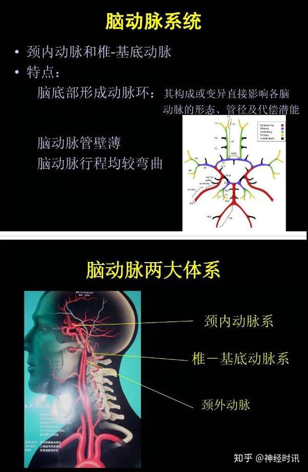 颈内动脉系和椎一基底动脉系,两个系统供应脑部的范围: 以小脑幕为界