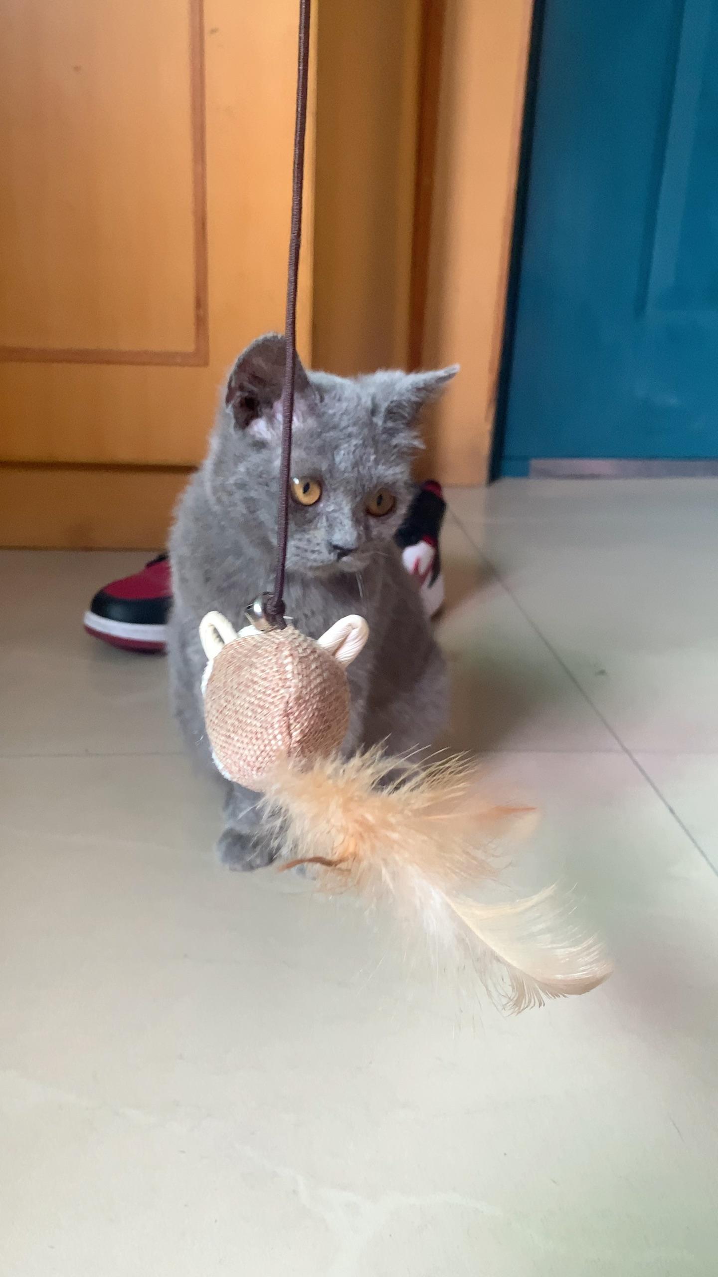com/video/1259094939306438656 在路边捡的,想知道这是蓝猫串串吗,得