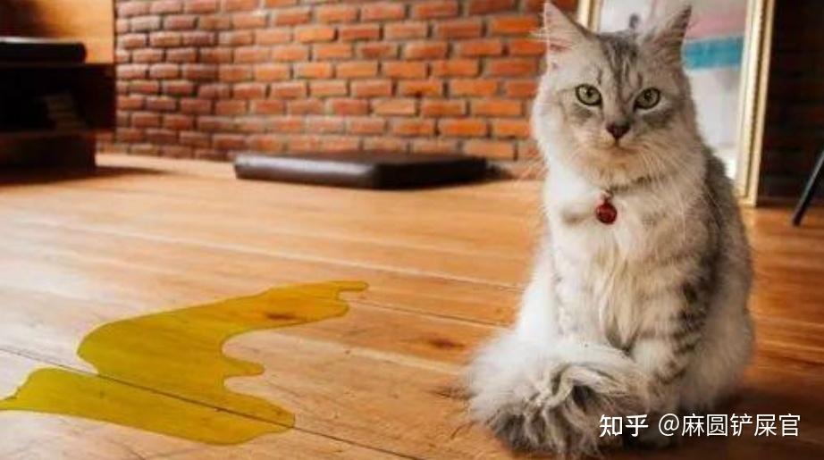 家里全是猫尿猫屎味,有什么除味产品推荐吗?