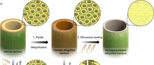 木头大王胡良兵acsnano竹子如何炼成高性能结构材料